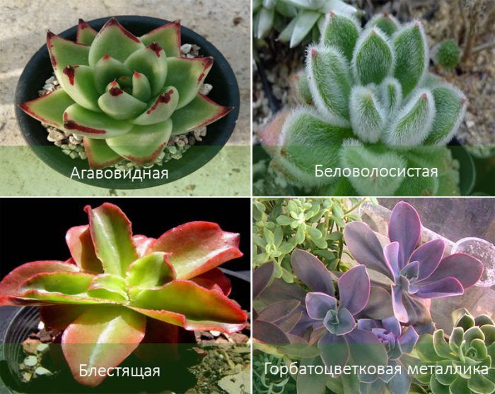 Видове ехеверия