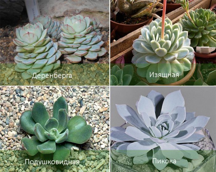 Видове ехеверия