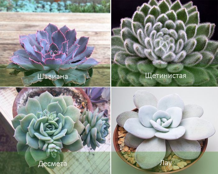 Видове ехеверия