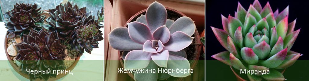 Видове ехеверия