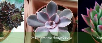 Видове ехеверия