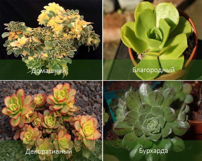 Популярни видове еониум Видове еониум