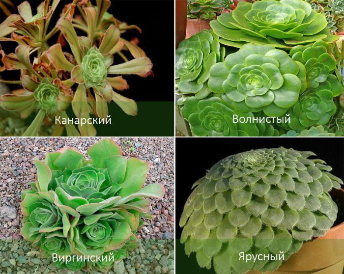 Популярни видове еониум Видове еониум