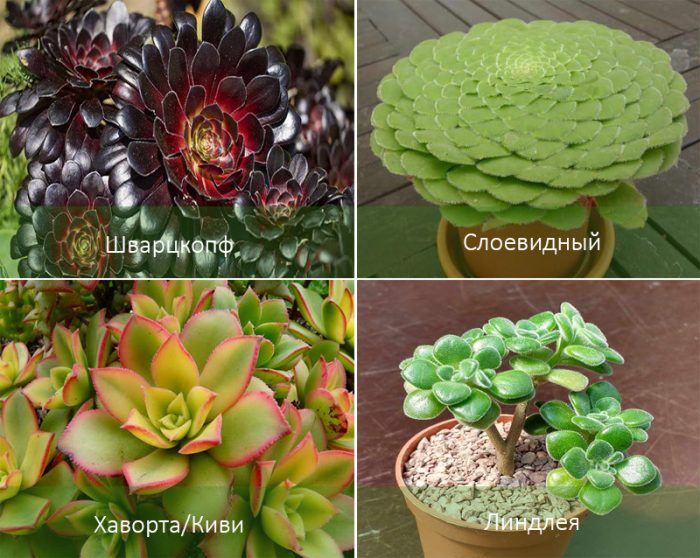 Популярни видове еониум Видове еониум