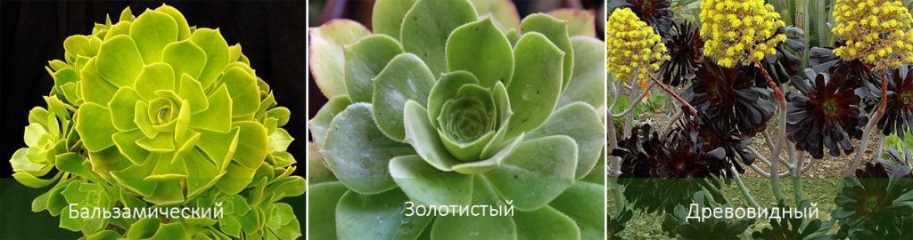 Популярни видове еониум Видове еониум