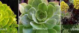 Видове еониум