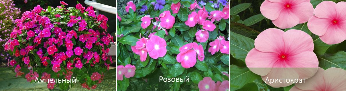 Основните видове катарантус Видове катарантус