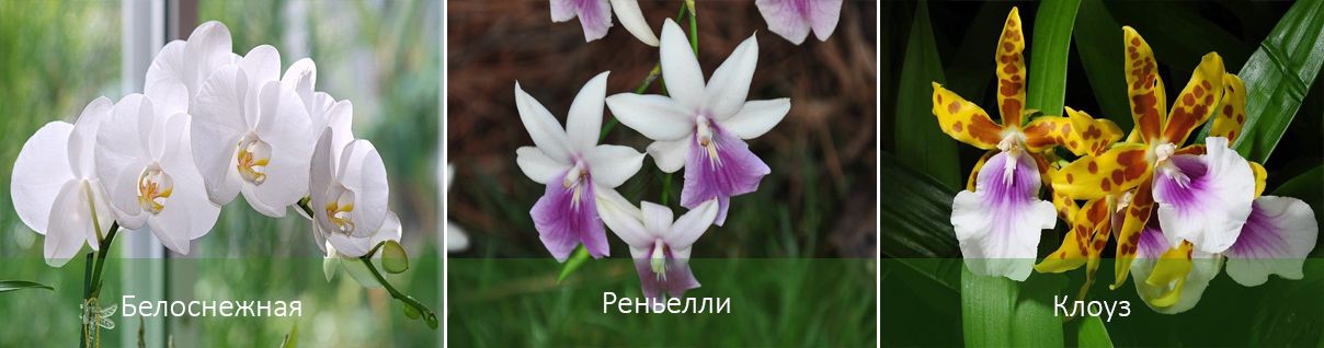 Основните видове Милтония Видове Милтония