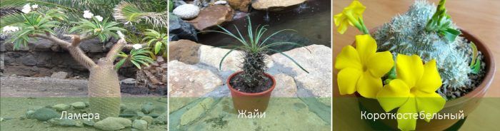 Видове Пахиподиум