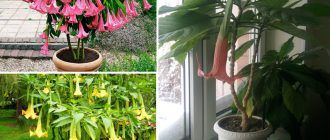 Бругмансия у дома и в градината