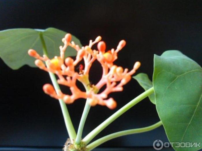 Цъфтяща ятрофа