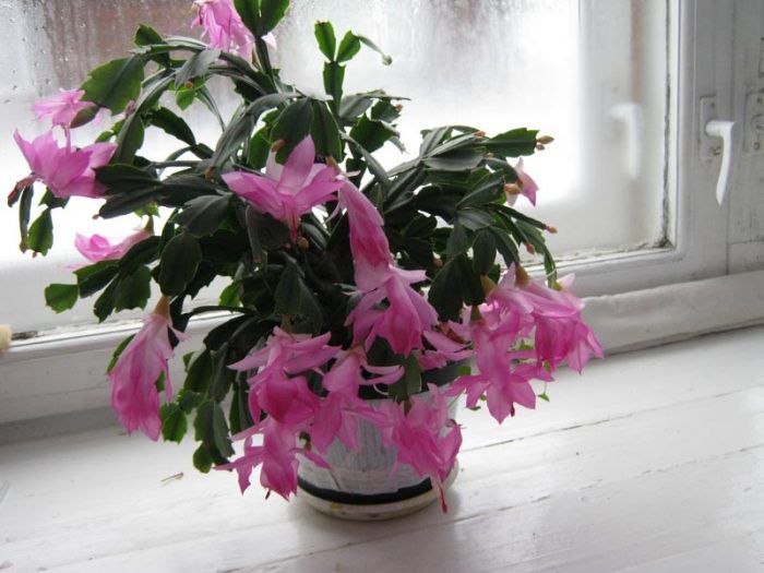 Розова Шлумбергера