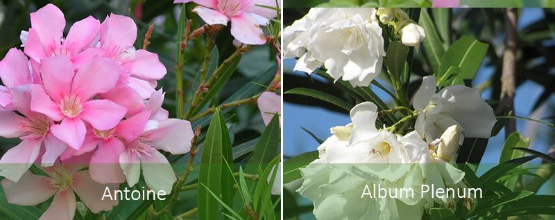 Антоан и Албум Пелум Два вида олеандър