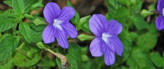 Снимка на Бровалия