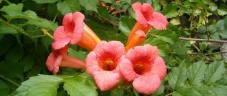 Снимка на кампус