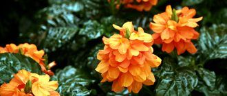 Снимка от Кросандра