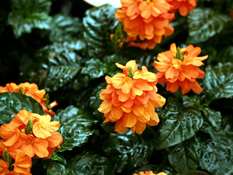 Растение, принадлежащо към семейство Acanthaceae Снимка от Кросандра