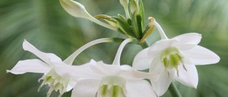 Снимка от Евхарис