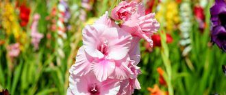 Снимка на гладиолус