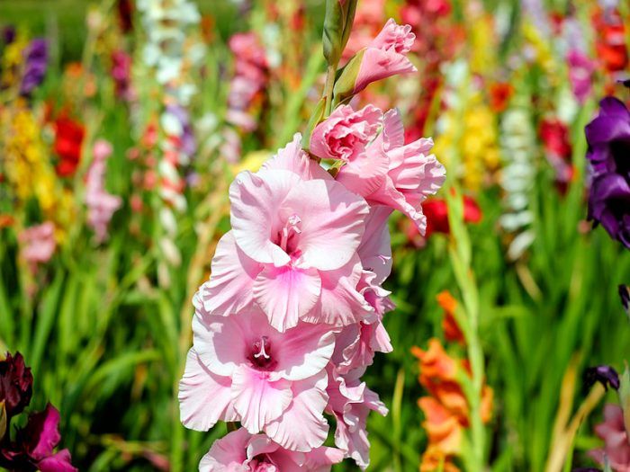 Снимка на гладиолус