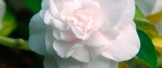 Снимка на Балсамина