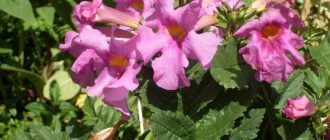 Снимка на Инкарвилея