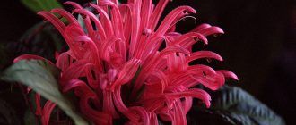 Снимка на Якобиния