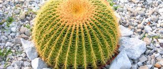 Ехинокактус