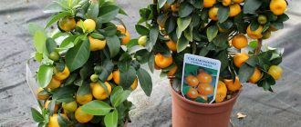 Каломондин