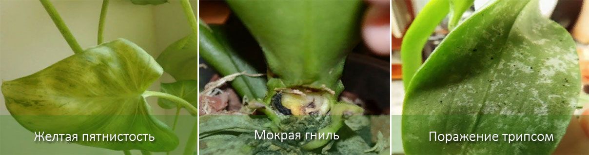 Вредители по стайни калии Вътрешна кала