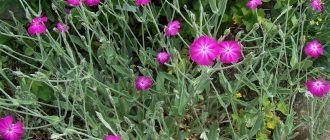 Снимка от Лихнис