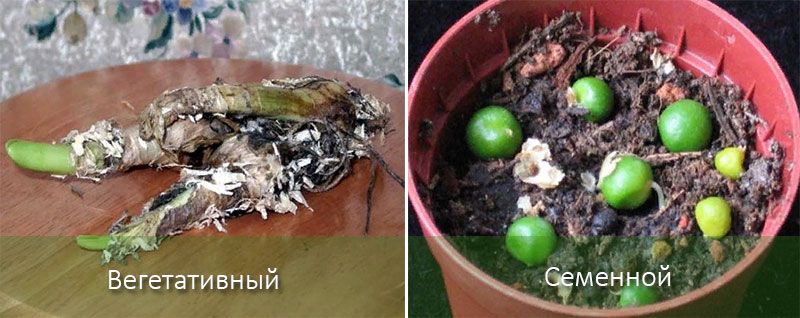 Методи за размножаване на нерини Размножаване на Нерин