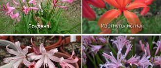 Видове нерини