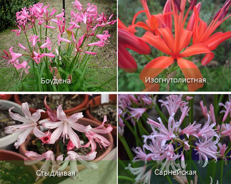 Популярни видове Нерине Видове нерини