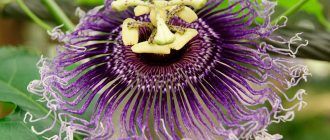 Снимка на пасифлора