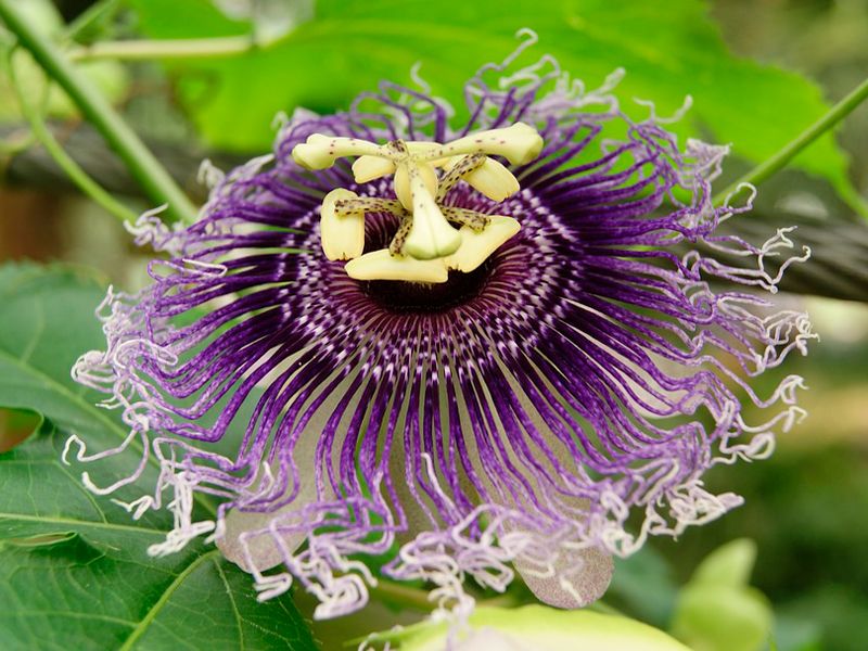 Представител на семейство Пасифлора Снимка на пасифлора