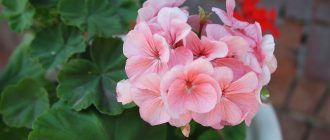 Пеларгония