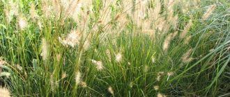 Снимка на Пенисетум