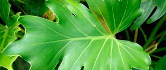 Снимка на Филодендрон