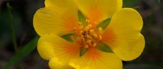 Снимка на тинтява