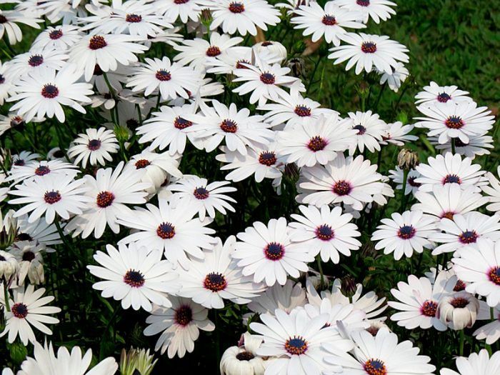 Φωτογραφία του Πυρέθρου