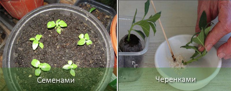 Възпроизвеждане на Пентас Пентас