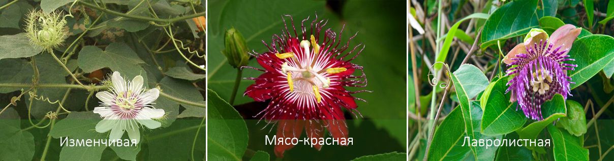 Съществуващи видови форми Сортове пасифлора