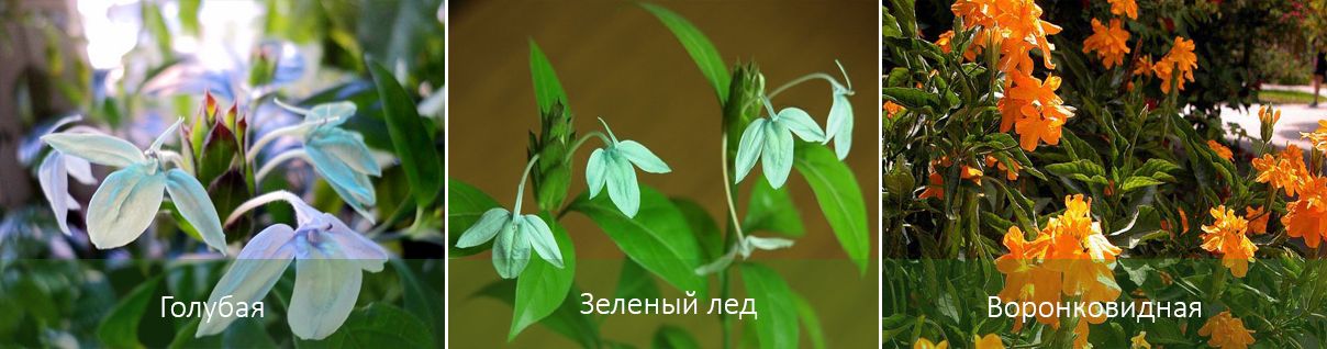 Съществуващи сортове кросандра Сортове Кросандра