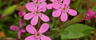 Снимка на сапунена мъх