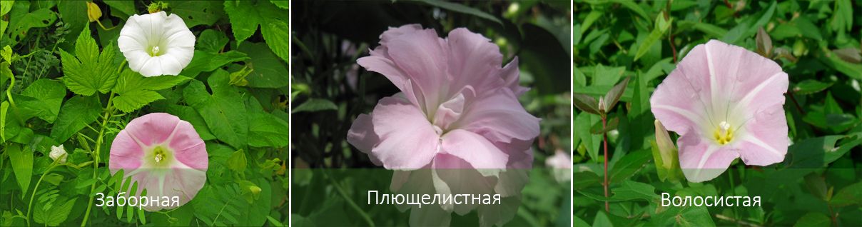 Сортове калистегия