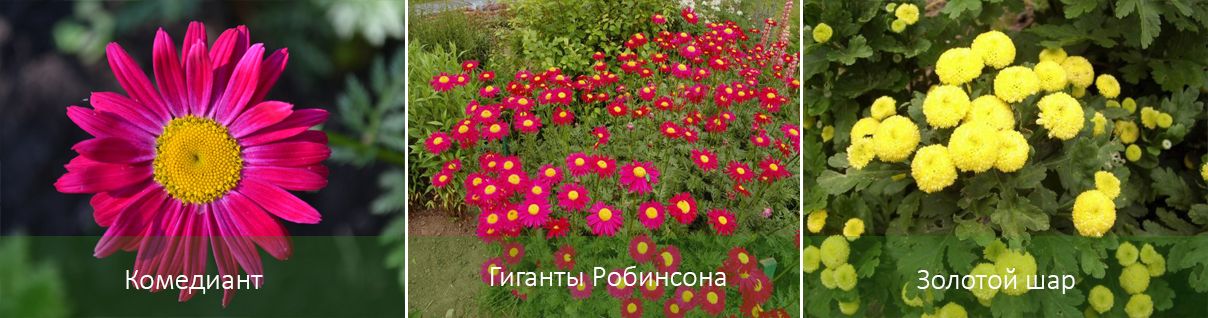 Υπάρχουσες ποικιλίες πυρέθρου Ποικιλίες πυρέθρου