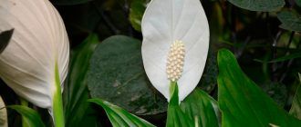 Снимка на спатифилум