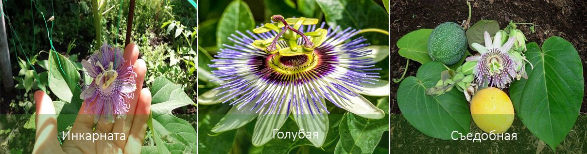 Съществуващи видове пасифлора Видове пасифлора