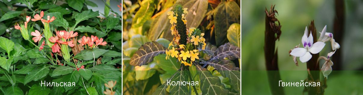 Основни видове кросандра Видове Кросандра